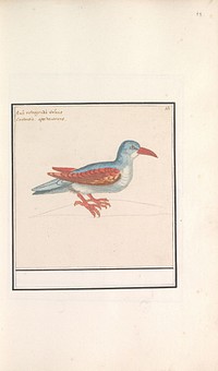 Onbekende vogel (1596 - 1610) by Anselmus Boëtius de Boodt and Elias Verhulst
