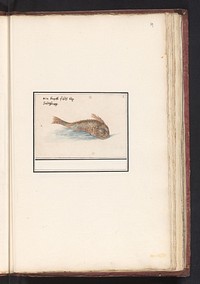 Onbekende vis (1596 - 1610) by Anselmus Boëtius de Boodt and Elias Verhulst