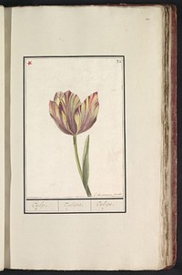 Tulp (Tulipa) (1790 - 1814) by Louis De Graeve