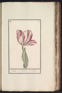 Tulp (Tulipa) (1790 - 1814) by anonymous