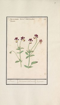 Driekleurig viooltje (Viola tricolor) (1596 - 1610) by Anselmus Boëtius de Boodt and Elias Verhulst