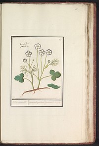 Witte boterbloem (Ranunculus aconitifolius) (1596 - 1610) by Anselmus Boëtius de Boodt and Elias Verhulst