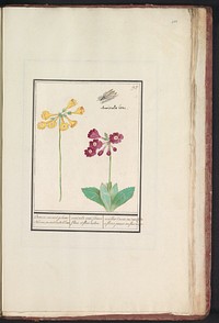 Sleutelbloem (Primula) (1596 - 1610) by Anselmus Boëtius de Boodt and Elias Verhulst