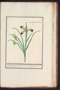 Zwarte iris (Iris tuberosa) (1596 - 1610) by Anselmus Boëtius de Boodt and Elias Verhulst