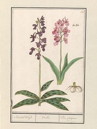 Orchidee (Orchidaceae) (1596 - 1610) by Anselmus Boëtius de Boodt and Elias Verhulst
