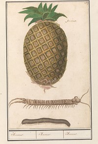 Ananas (Ananas comosus) (1596 - 1610) by Anselmus Boëtius de Boodt and Elias Verhulst