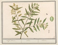 Olijf (Olea europaea) (1596 - 1610) by Anselmus Boëtius de Boodt and Elias Verhulst