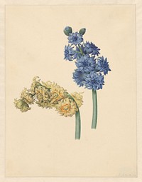Twee hyacinten (1823) by Maria Margaretha van Os