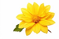 Yellow flower sunflower dahlia petal.