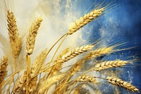 Harvest agriculture backgrounds outdoors.