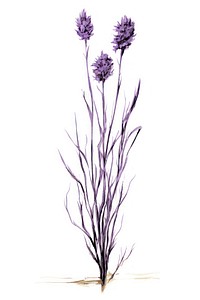 Lavender flower purple sketch.