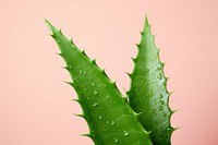 Aloe vera plant leaf xanthorrhoeaceae.
