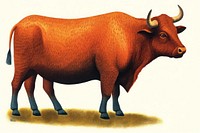 Bull livestock cattle mammal.