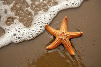 Starfish beach invertebrate echinoderm.