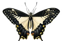 Vintage illustration of a butterfly animal insect moth. AI generated Image by rawpixel.