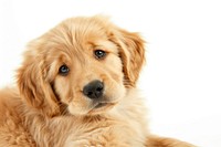 Golden puppy mammal animal dog.