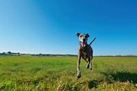 Greyhound running outdoors nature mammal.