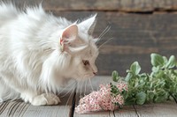 Cat curiously sniffing flower animal mammal.