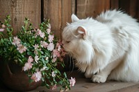 Cat curiously sniffing flower mammal animal.