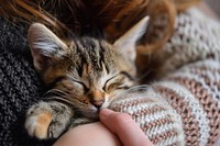 Kitten cuddling mammal animal cozy.