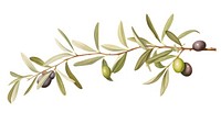 Olives branch plant food leaf.
