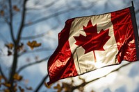 Flag of canada patriotism outdoors plant. AI generated Image by rawpixel.