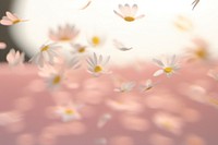 Daisy petals falling backgrounds outdoors blossom.