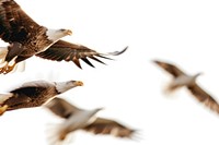 Flying eagles border animal bird beak.