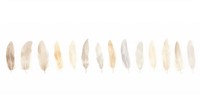 Feathers as divider line watercolour illustration white white background panoramic.