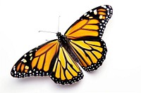 Monarch butterfly animal insect white background. AI generated Image by rawpixel.