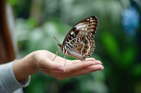 Butterfly hand animal insect. AI generated Image by rawpixel.