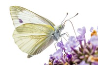 Cabbage white butterfly animal insect flower. AI generated Image by rawpixel.