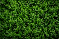  Grass texture background backgrounds plant green. AI generated Image by rawpixel.