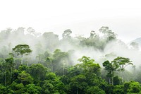 Amazon rainforest vegetation outdoors woodland.