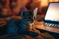 Cat sitting on a laptop computer animal mammal. AI generated Image by rawpixel.