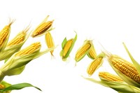 Cobs of corn plant food white background.