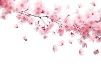 Cherry blossoms petals backgrounds flower plant.