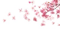 Cherry blossoms petals backgrounds outdoors flower.