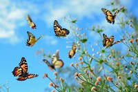 Group of butterfly outdoors animal insect. AI generated Image by rawpixel.
