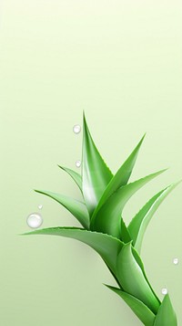  Aloevera green plant leaf. 