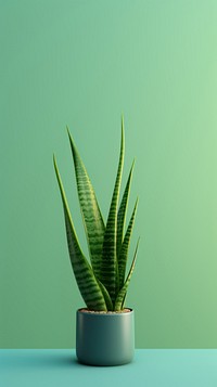  Sansevieria plant green aloe. AI generated Image by rawpixel.