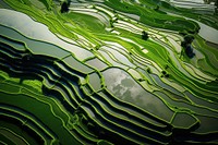 Rice fields landscape outdoors agriculture.