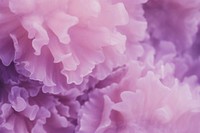 Coral purple blossom flower.