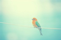 A bird animal beak vibrant color. AI generated Image by rawpixel.