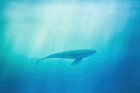 Blue whale underwater outdoors swimming. AI generated Image by rawpixel.