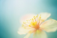 Blossom flower pollen petal plant. AI generated Image by rawpixel.