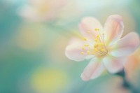 Blossom flower outdoors nature petal. AI generated Image by rawpixel.