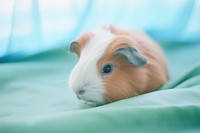 Guinea pig hamster animal mammal. AI generated Image by rawpixel.