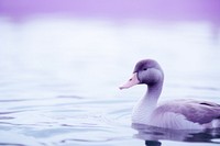 Duck animal purple goose.