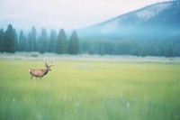 Elk landscape wildlife outdoors. 